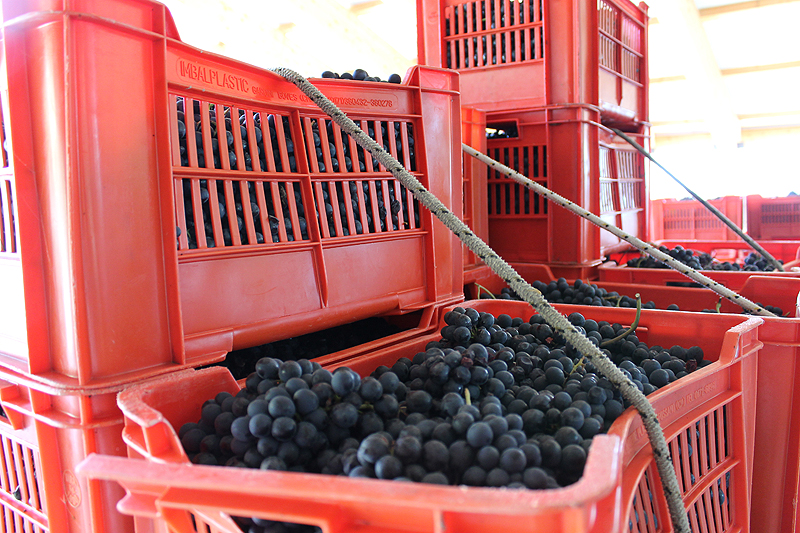 In Europa wird insgesamt weniger Wein produziert.