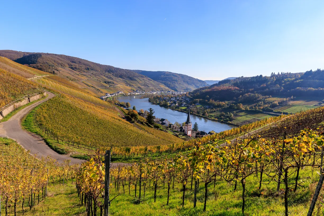 Blick auf Merl an der Mosel aus der Lage Stephansberg. Foto: Ralf Weger - Adobestock