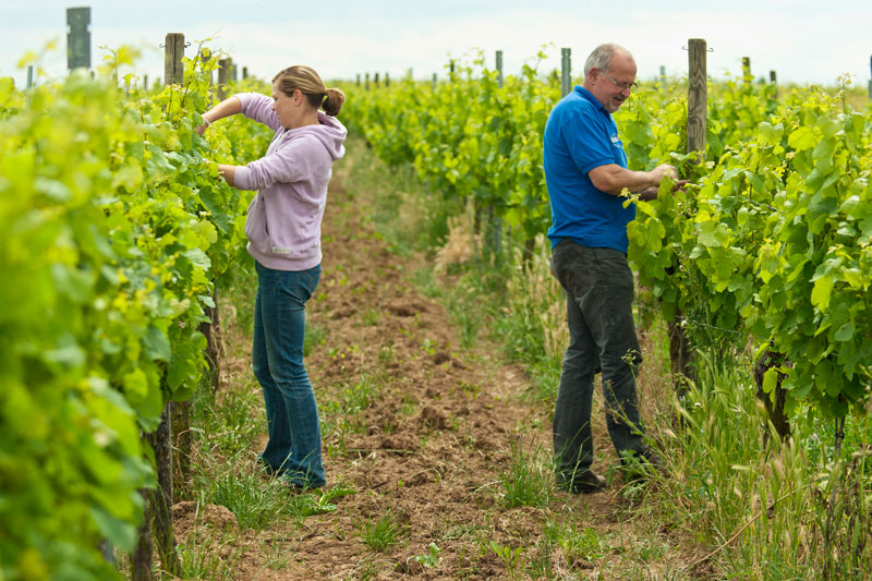 Weingut Benzinger: Hier sieht man echt naturnahen Weinbau wie im Text näher erläutert. Foto: Andreas Durst