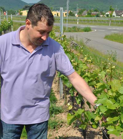 Frank Höhn, Weingut Immengartenhof