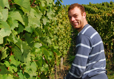 Otto Schenk: Winzerhof am Spielberg, Randersacker: Durch die kühlen Nächte im Oktober Säurewerte passabel.