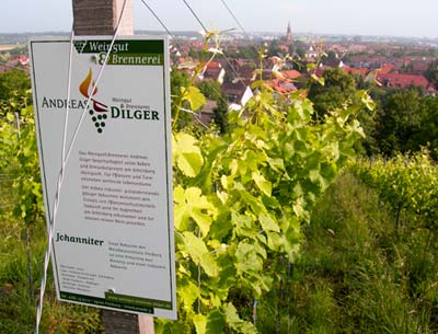 Weingut Dilger