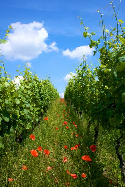 Weingut Zähringer - Mohn