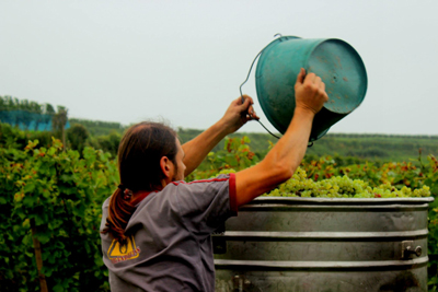 Lese beim Weingut Linder in Endingen am Kaiserstuhl