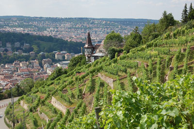 Weinberg in Stuttgart