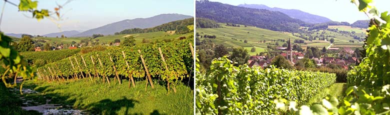 Blick auf die Lage Auggener Schäf (links) - Die Lage Laufener Altenberg – je am Saum des Hochschwarzwalds (rechts)