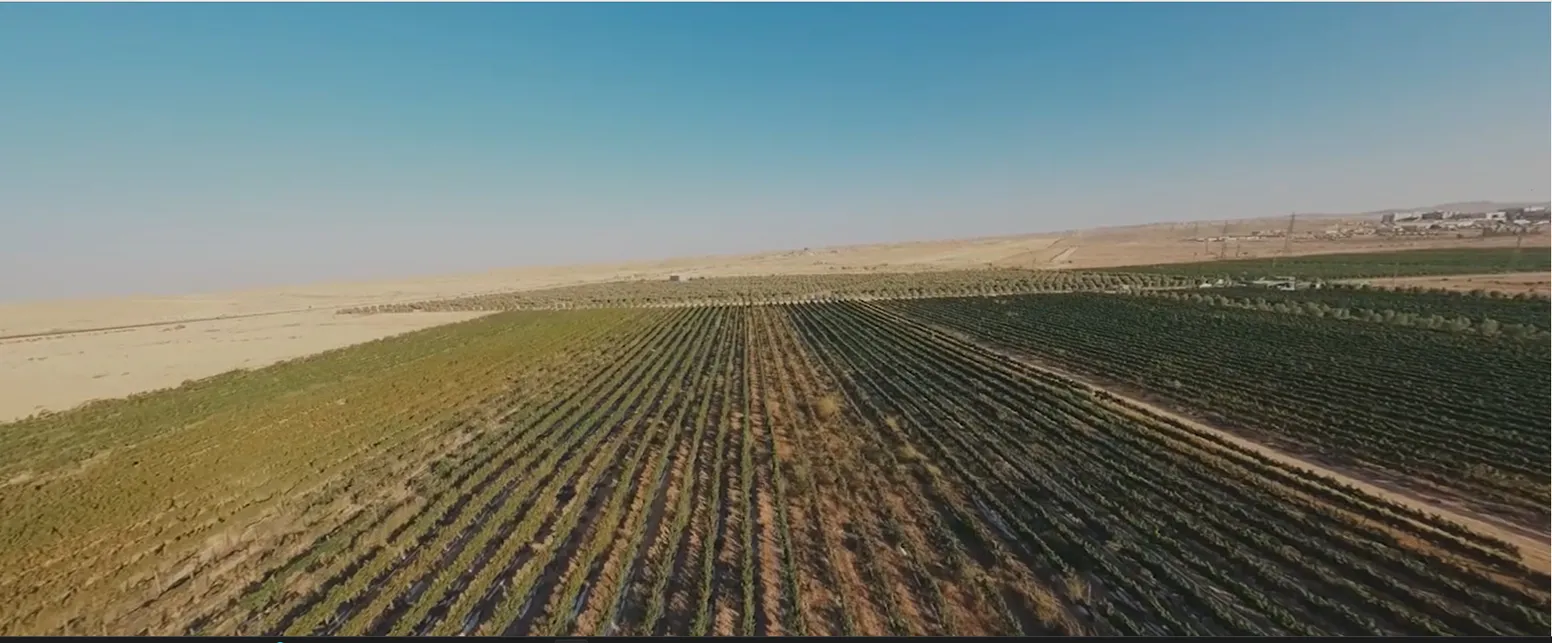 Weinberge der Moa Winery in den Ramon Montains im südlichen Negev, mitten in der Wüste. Foto: PR
