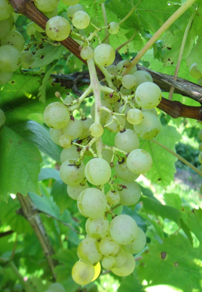 Weingut Stars n' Roses, Minimalschnitt. Die Trauben bleiben etwas kleiner und lockerer