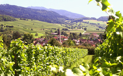 Das liebliche südbadische Laufen. Viele der Winzer sind dem Winzerkeller Auggener Schäf angeschlossen im nahen Auggen.