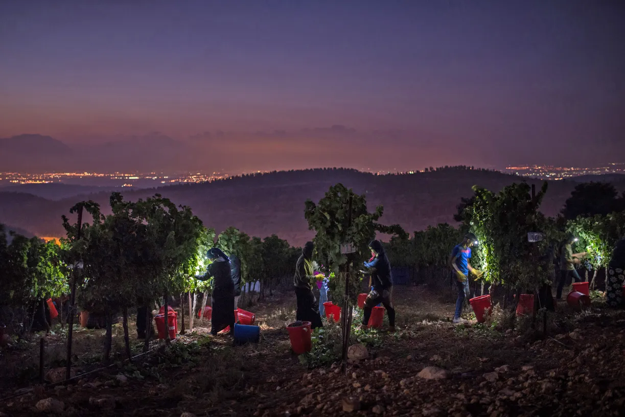 Tzora Vineyards, die Nachtlese ermöglicht 28°C entgegen sonst 28 und mehr, was dem Wein sehr bekommt. Foto: Ilan Nahum