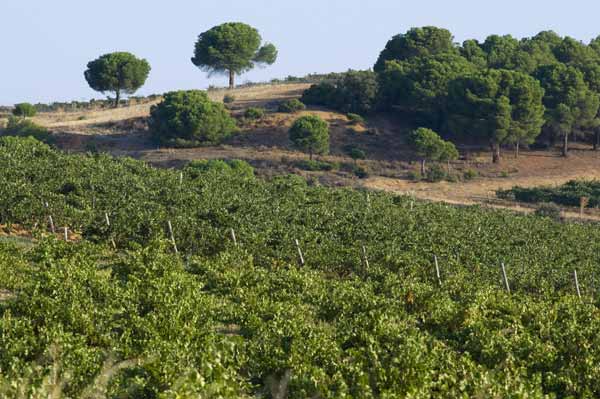 Weinlandschaft in der Region Toro