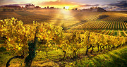Terroir - Weine mit Terroirprägung - was heißt das?