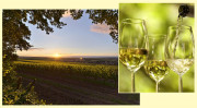 German wines – and which ones are particularly popular; varieties, types of wine, trends, opportunities… Landscape: In Germany’s largest wine-growing region: Rheinhessen. photo: Achim Meurer, Rheinhessen Touristik; photo of glasses: German Wine Institute