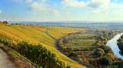 Reben in Franken am Main bei Volkach. Foto: fotoping - Adobestock