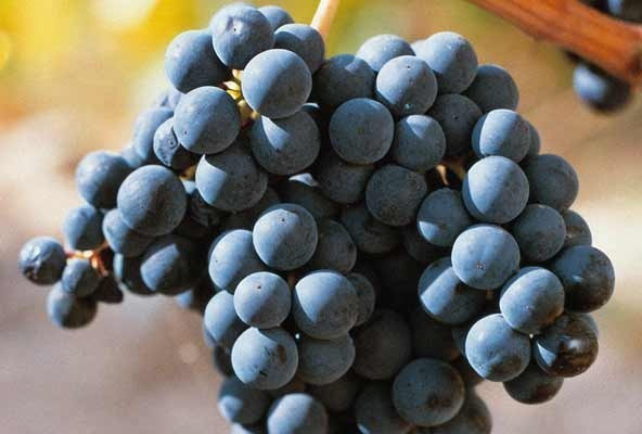 Temperament und Eleganz: Tempranillo