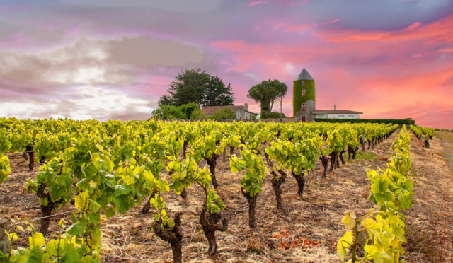 Der Muscadet und das Nantais