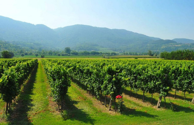 Colli Berici – das verborgene Qualitätsweinbaugebiet im Veneto