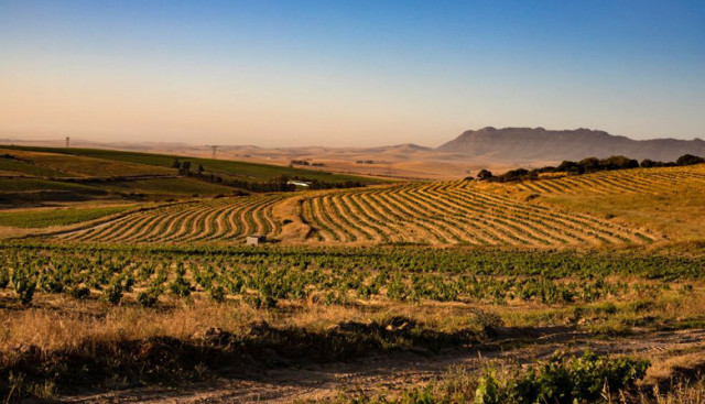 Das südafrikanische Swartland - voll im Trend