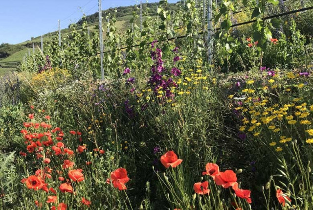 Querterrassen-Weinbau – Forschungsprojekt der Hochschule Geisenheim University im Steillagen-Weinbau