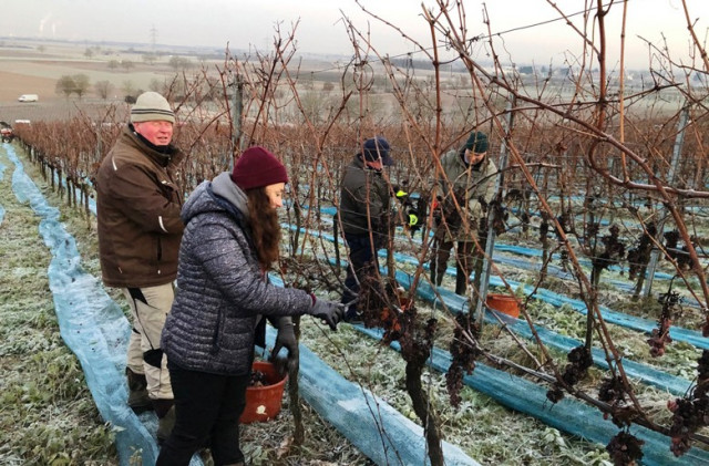 Eisweinlese 2020 im südbadischen Auggen