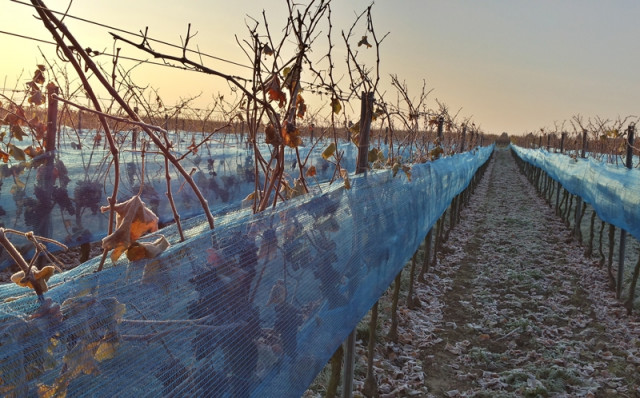 Eisweinlese in der Pfalz