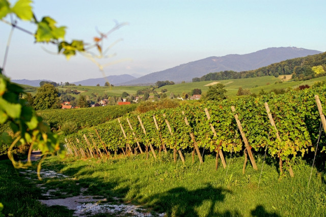 Winzerkeller Auggener Schäf