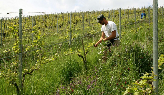 Weingut Im Hagenbüchle, Achim Stilz, in Schnait in Württemberg