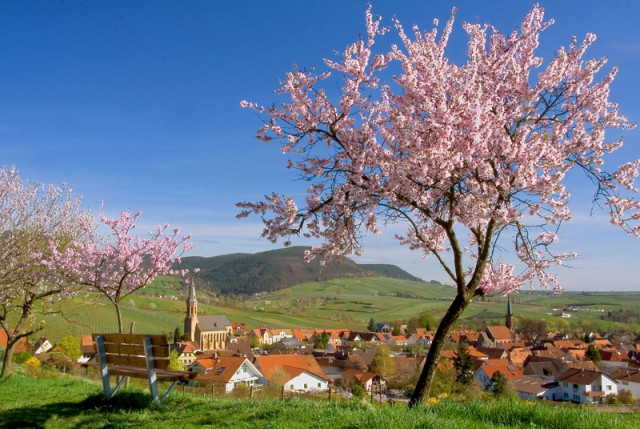 Die kleine Weinreise: in die Pfalz