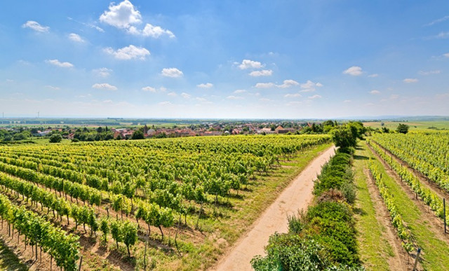 Rheinhessen – das Land der Lebensfreude und des Weins