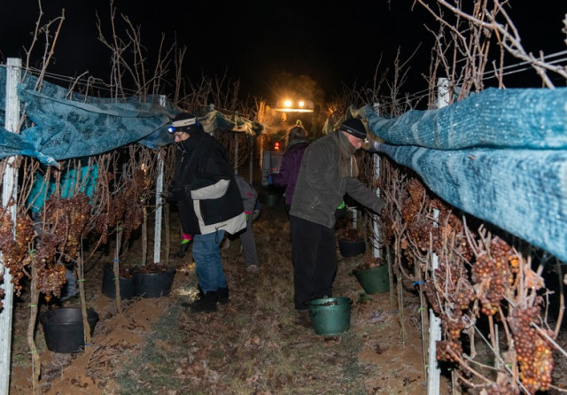 Eisweinlese in der Pfalz in der Frühe des 22. Januars 2019