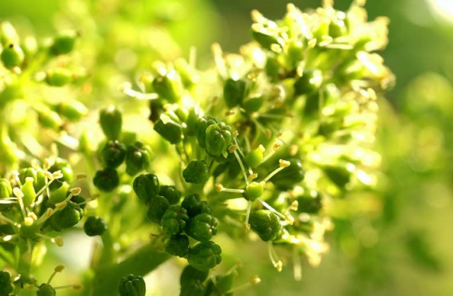 Die Weinblüte – unscheinbar aber doch wichtig für den kommenden Jahrgang. Ausblick 2014