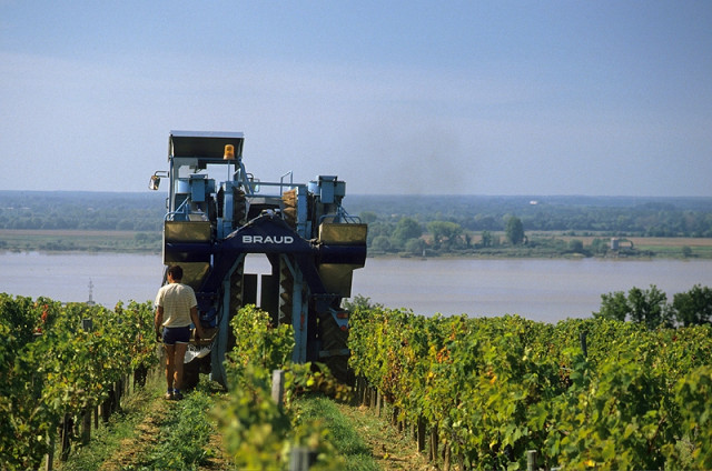 Bordeaux: Aussichten auf einen großen Weinjahrgang 2015