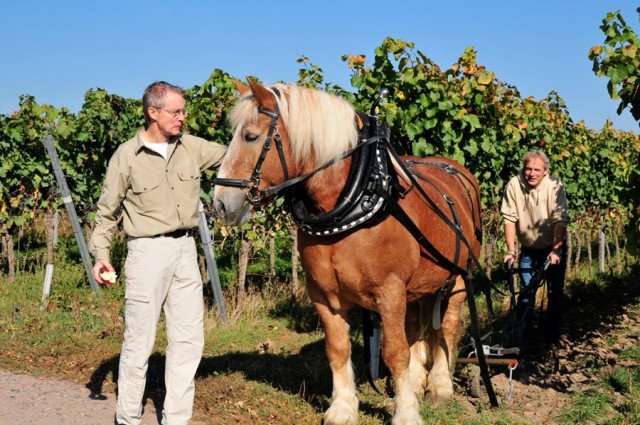 Weingut August Ziegler gewinnt Bundesehrenpreis in Gold