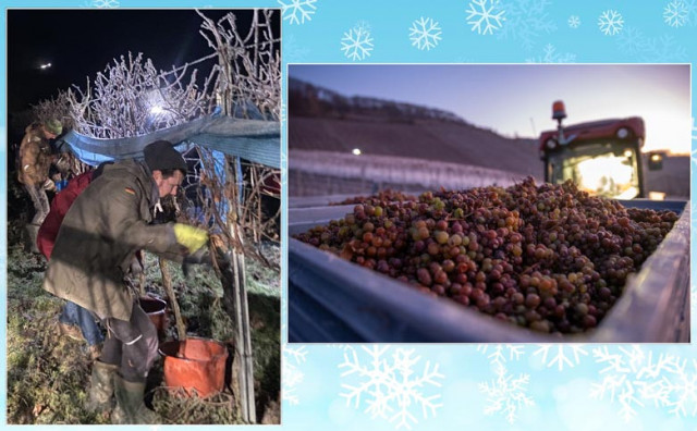 Eisweinlese 2021 – noch vor Weihnachten günstiger früher Frost