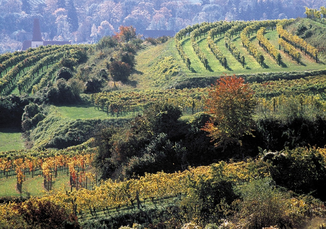 Österreichische Winzer zufrieden mit Weinlese 2015