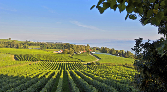 Weingut Robert und Manfred Aufricht am Bodensee