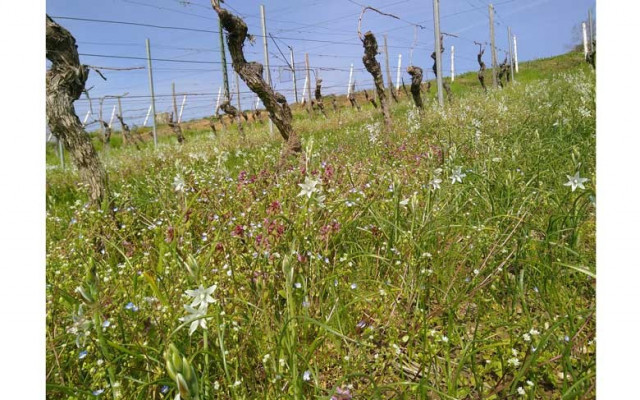 Biodiversität im Weinbau: Neue Maßnahmen und Forschung