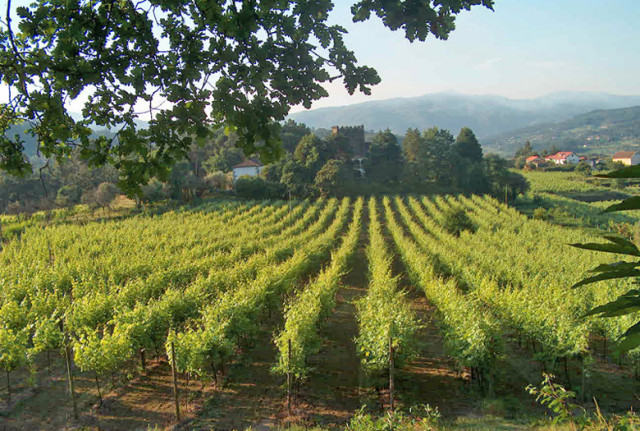 Vinho Verde: Frische leichte Weißweine aus Portugals Norden