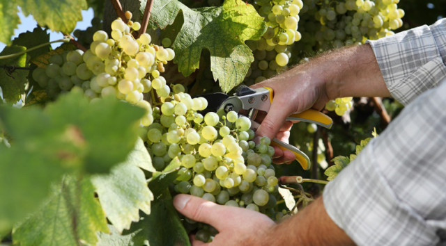 German wine harvest 2024: Quantity of small, but fruity not too heavy wines to be expected