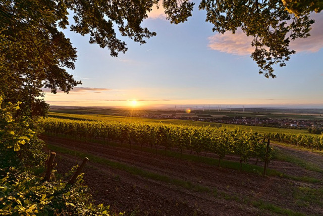 Weinbau: Auch Schutzgemeinschaft Rheinhessen anerkannt