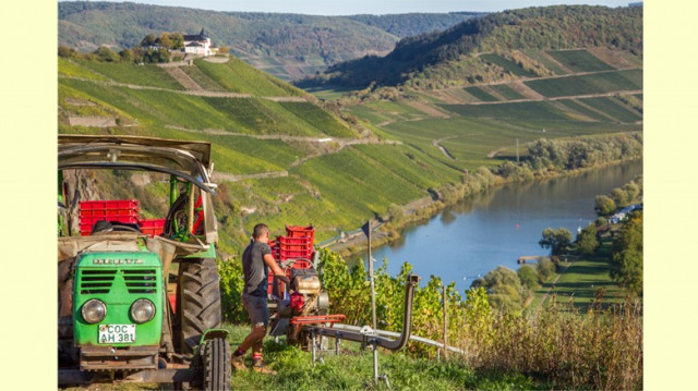 Mosel: gute Wein-Ernte 2020 sowie aktuelle Marktlage