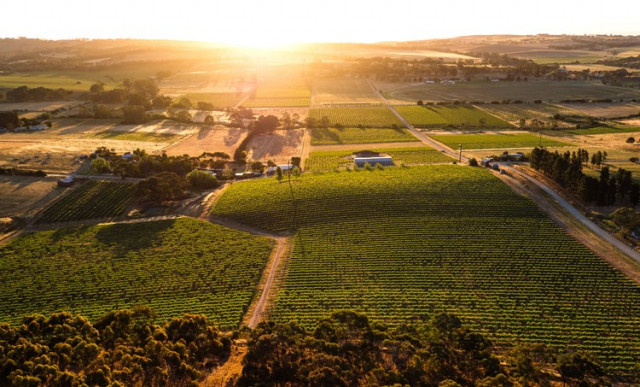 Sehr gute Australier aus der bonvinitas Weinbewertung vom 29.8.2019: