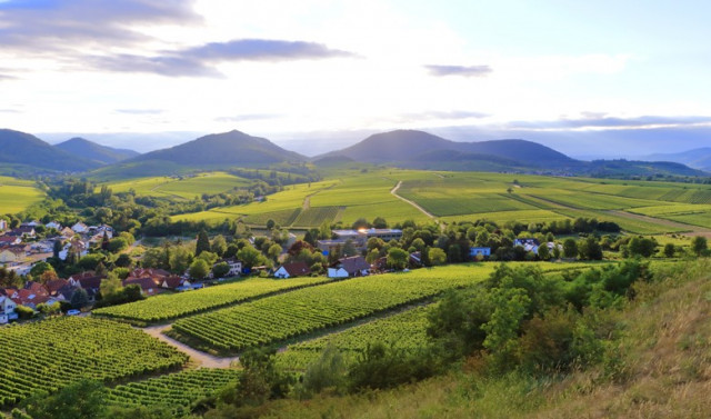 Die deutschen Weinbau-Betriebe werden größer