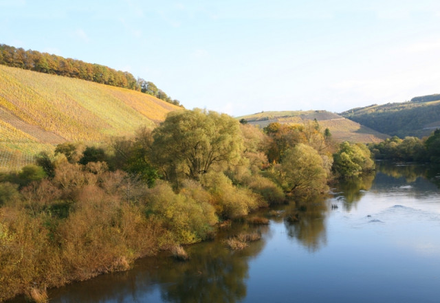 Leichte blumige Rieslinge: die Weine von der Saar