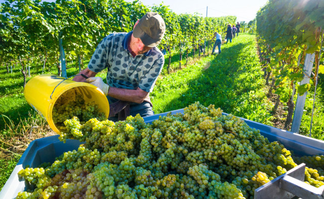 Weinernte 2021 in Deutschland: Menge weitgehend im Durchschnitt