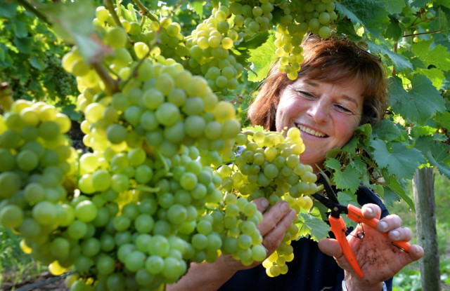 2014er Weinernte beschert 9 Prozent mehr