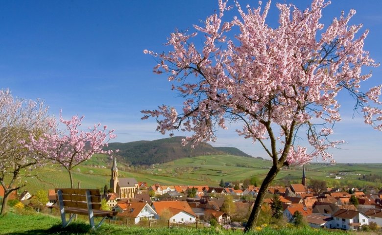 Blick auf Birkweiler mit Mandelblüte. Foto: Südliche Weinstraße, Stefanie Pappon