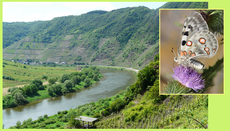 Apollofalter versus Hubschrauberspritzung an der Terrassenmosel. Erst die Wein-Kulturlandschaft bietet den günstigen Lebensraum. Im Bild die extreme Steillage Bemmer Calmont (Foto: Pixabay) plus Apollofalter