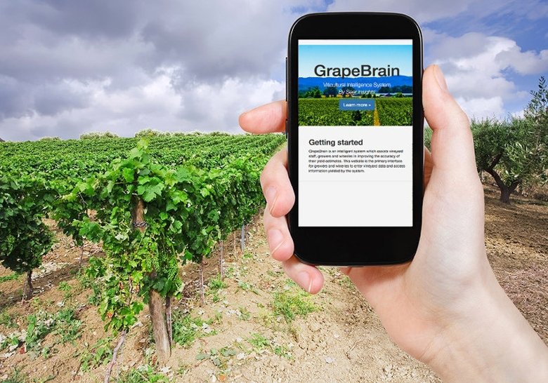 Die App GrapeBrain soll genauere Schätzungen von Ernte-Erträgen liefern.