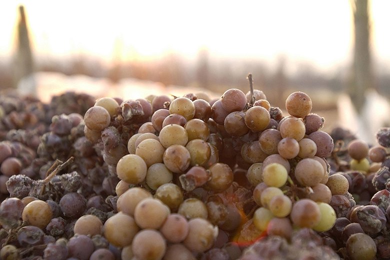 Winzer in mehreren deutschen Anbaugebieten konnten Eiswein lesen. Die Erntemenge ist gering, die Oechsle-Grade erreichten teilweise aber Rekordwerte.